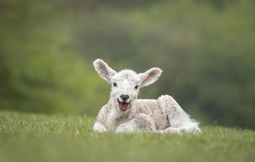 поле, език, бяло, природа, зелено, усмивка, заден план, бебе, муцуна, лъжи, агне, овца, овца, агне , раздел животные, бебе овца HD тапет