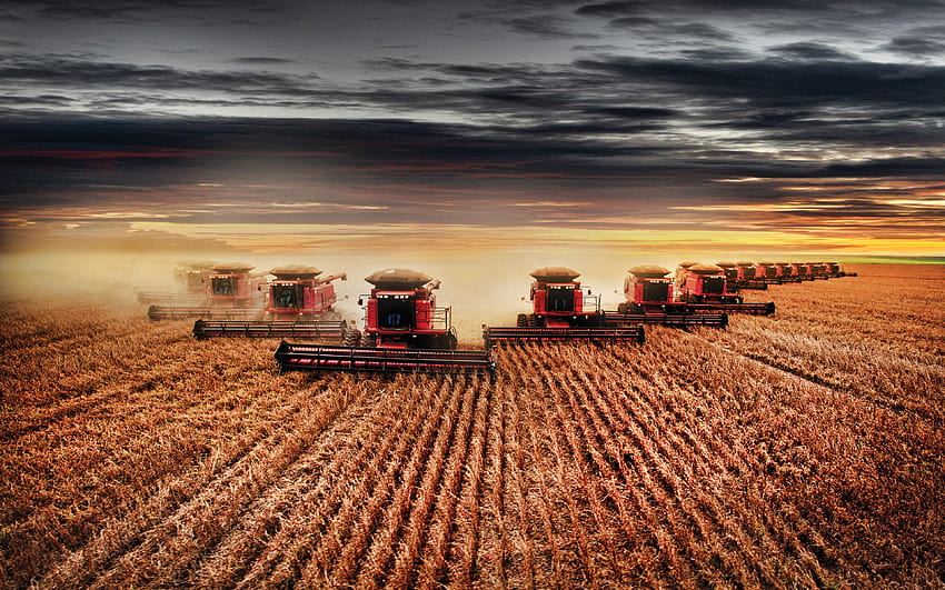Case IH Axial Flow 250, реколта, комбайни 2019 г., селскостопанска техника, R, жътва на пшеница, серия Axial Flow, Комбайни на полето, селско стопанство, Кутия с резолюция 3840x2400. Висококачествени комбинирани кутии HD тапет