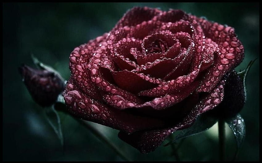 Dark Pink Rose Group, pojedyncza róża w ciemności Tapeta HD