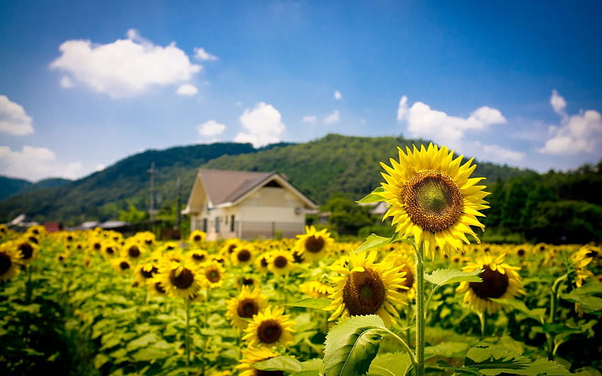 Flower, Landscapes, Mobile , House, Natural,sunflowers, Summer, Hills, Leaf, Floral, Buildings, Architecture, Field, Yellow, Nature 1920x1200, sunflowers summer HD wallpaper