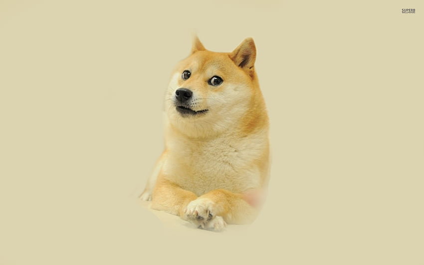 Doge Meme Iphone Doge Meme Ipho, кученца меми HD тапет