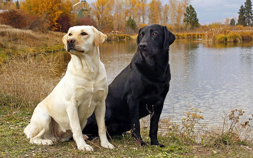 Pix For > Yellow Labrador HD wallpaper | Pxfuel