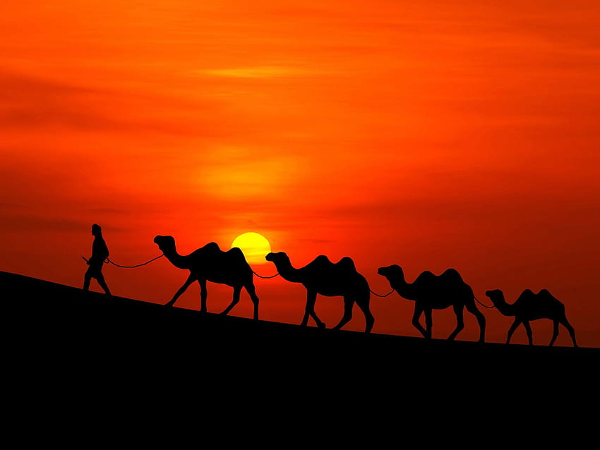 Desert Sunset Camel, арабска пустиня HD тапет