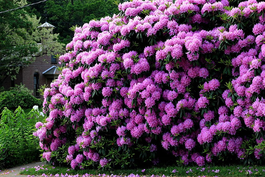 Rhododendron , Earth, HQ Rhododendron, rhododendrons HD wallpaper
