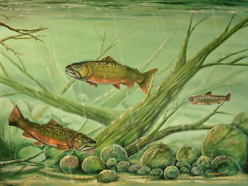 Quist Art Studio, speckled trout HD wallpaper