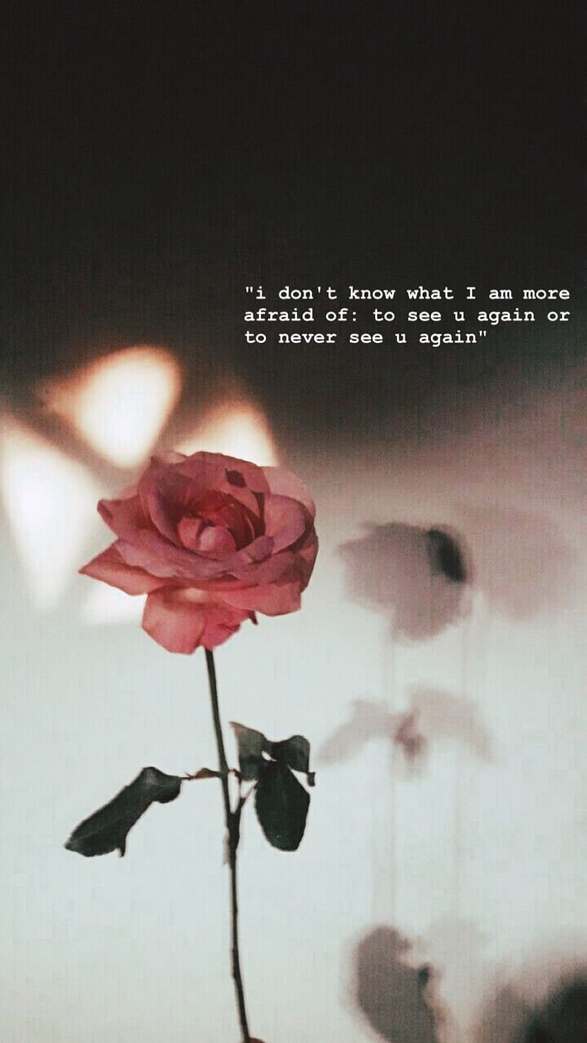 400+ Wallpaper Sad Rose For FREE - MyWeb