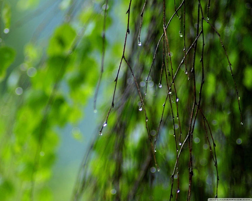 Wet Twigs, Summer : ความคมชัดสูง, ดิ้นได้ วอลล์เปเปอร์ HD