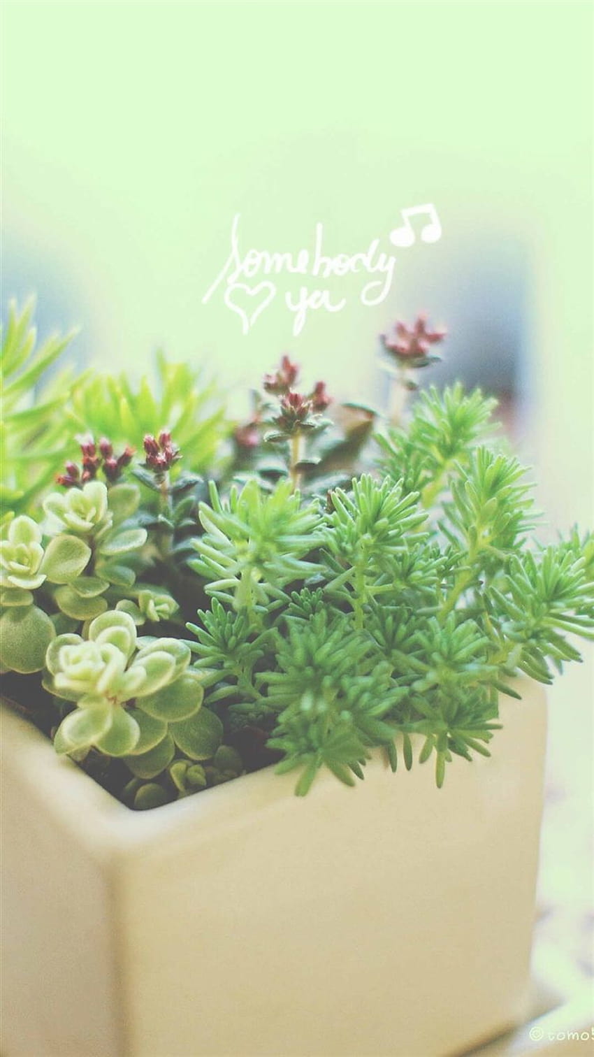 Nature Vitality Aesthetic Fleshy Plant Pot iPhone 8, plants aesthetic HD phone wallpaper