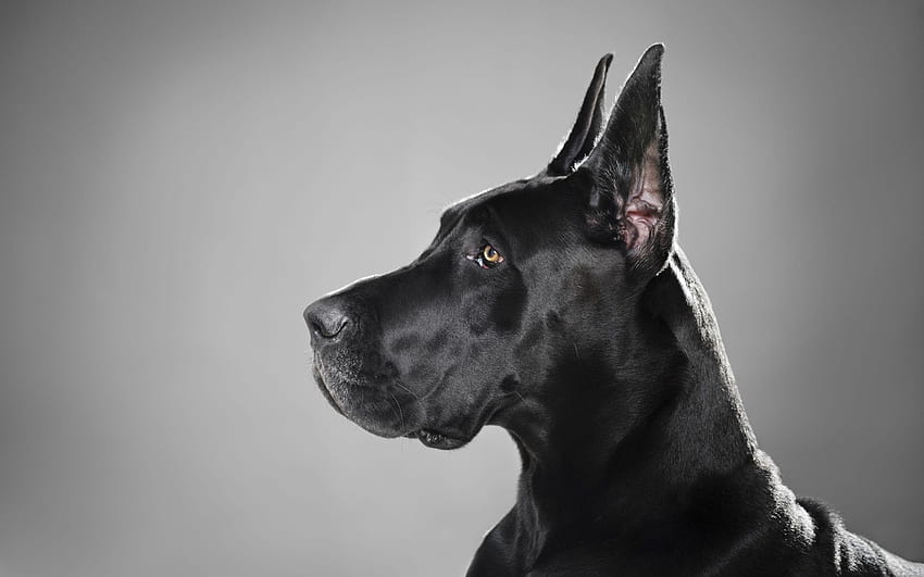 Deutsch, Schäferhund, Breit, , , , Lieblich, englischer Mastiff HD-Hintergrundbild
