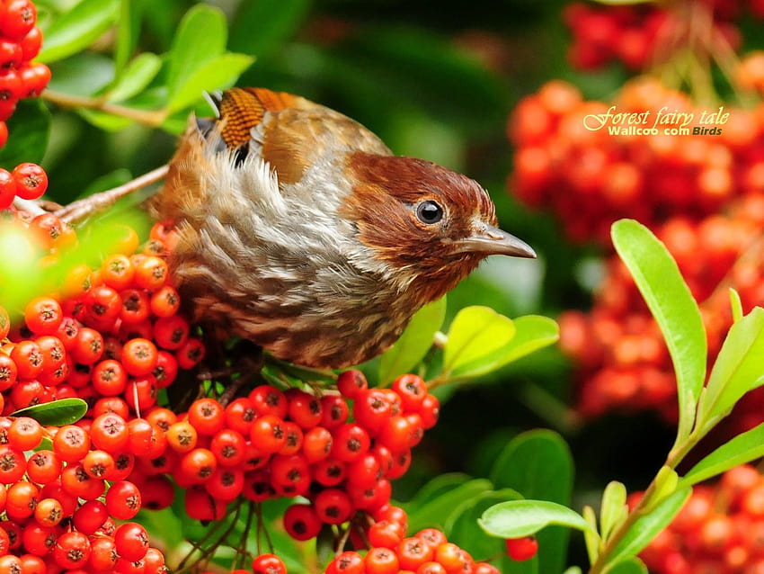 Forest fairy tale, fruit and birds HD wallpaper