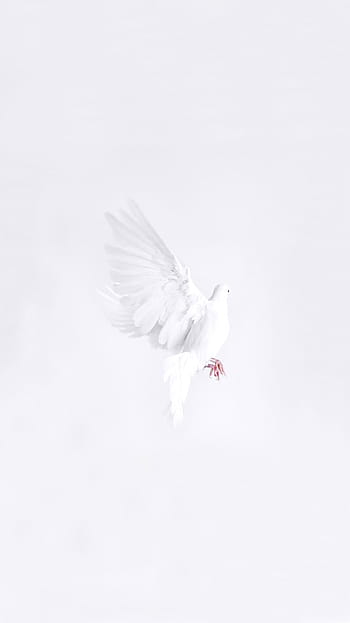 white birds hd wallpapers