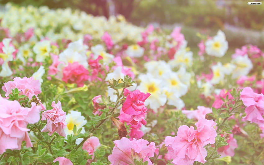 Pink Flower, pink blossoms HD wallpaper | Pxfuel