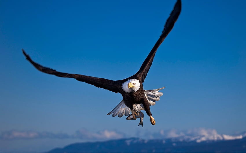 Bald Eagle, flying high HD wallpaper | Pxfuel