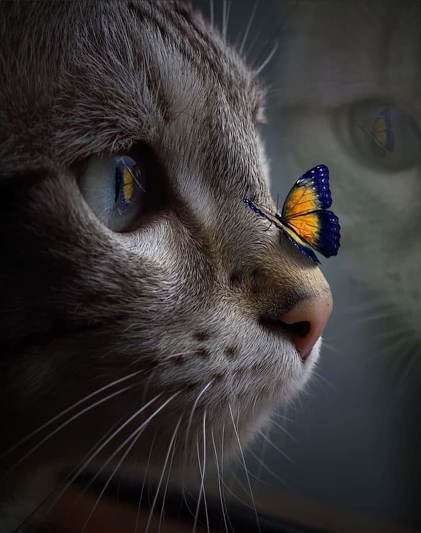 butterfly, cat, kitten, snout, nose HD phone wallpaper