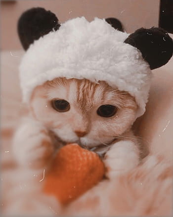 Cat Cute Cat Aesthetic, cat pfp cute HD wallpaper | Pxfuel