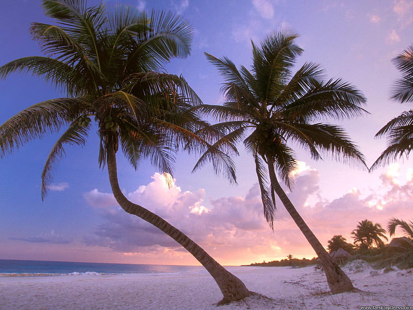 » Natural Backgrounds » Sultry Sways, Near Cancun, Mexico » www.dress, cancun mexico HD wallpaper