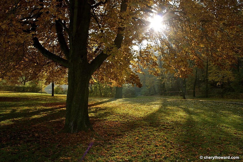 ベルリンの美しい秋の日、秋の公園ラトビア 高画質の壁紙