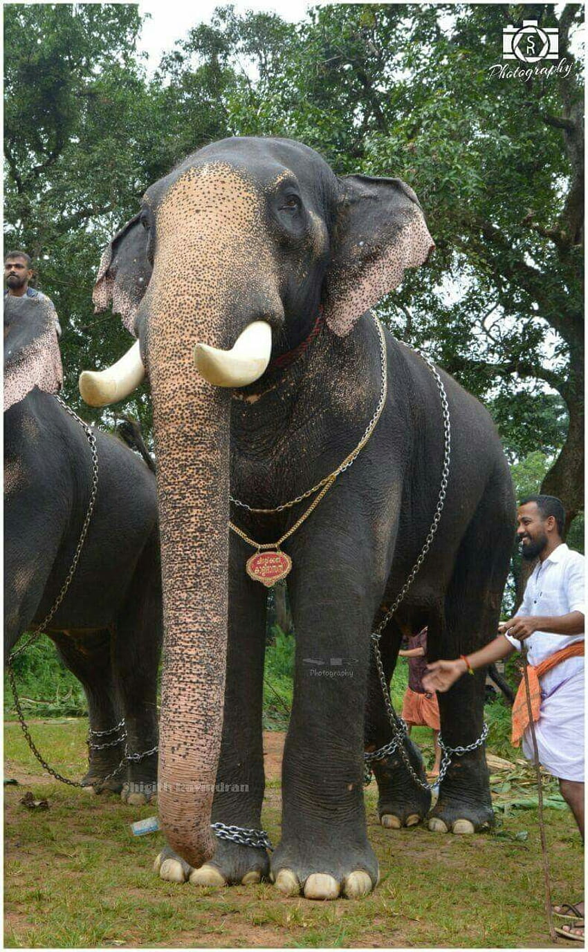 Chirakkal Kalidasan Elephant Wikipedia ...itl.cat, elephant kerala HD phone wallpaper