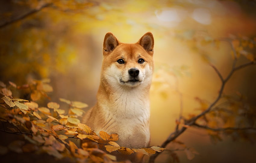 autumn, look, face, branches, dog, bokeh, Shiba inu , section собаки, shiba dog HD wallpaper