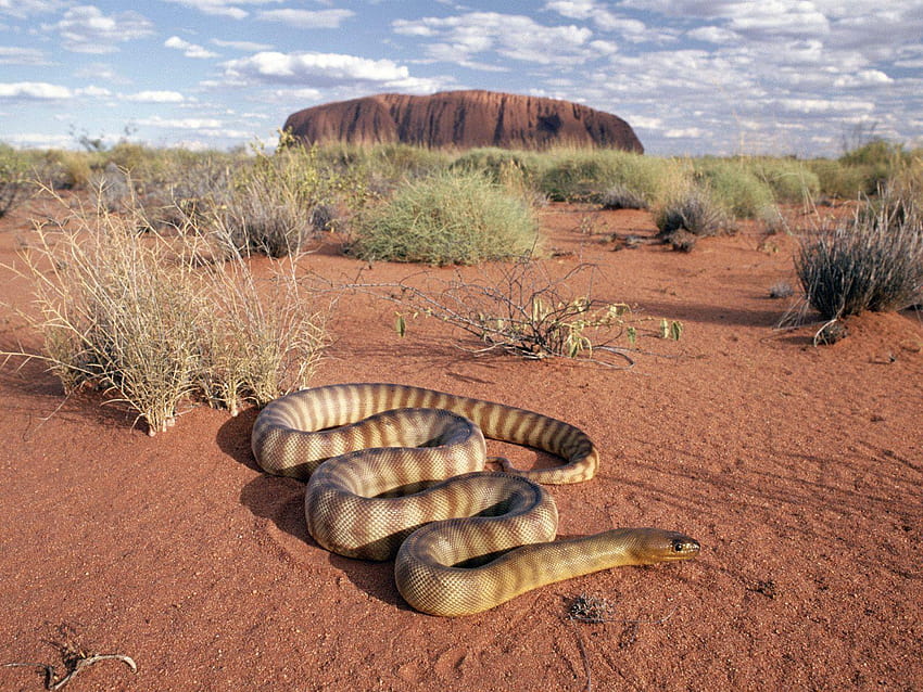 Woma Python Uluru National Park Australia HD wallpaper