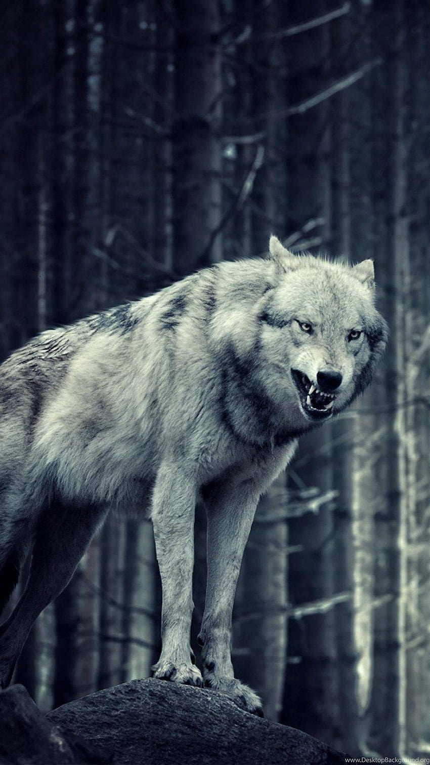 Wolf iPhone, cool wolves iphone HD phone wallpaper | Pxfuel