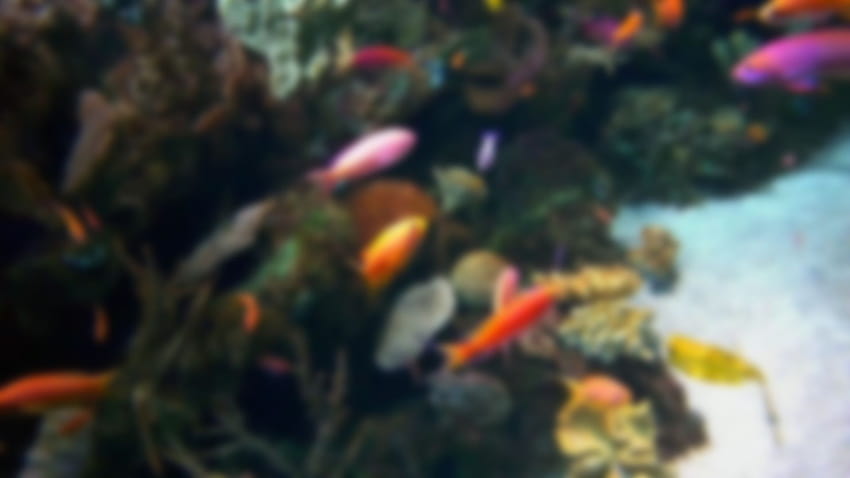 Tropical Fish Live Camera, brightly colored fish HD wallpaper