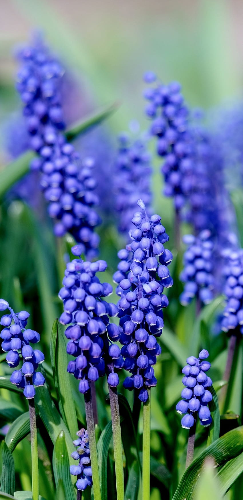 1440x2960 ムスカリ、ヒヤシンス、青い花、花、ヒヤシンス HD電話の壁紙
