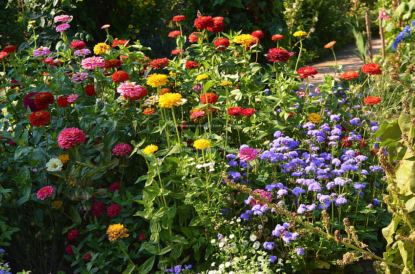 summer flowers mixed colors zinnia park HD wallpaper