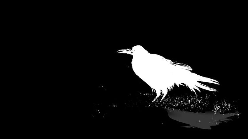 Black Bird, bird logo HD wallpaper