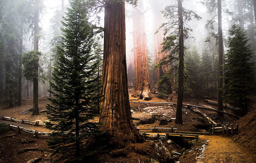 forest, tree, sequoia, redwood , section природа, redwood trees HD wallpaper