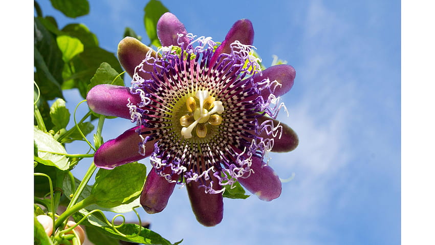 Beautiful Passion Flower HD wallpaper