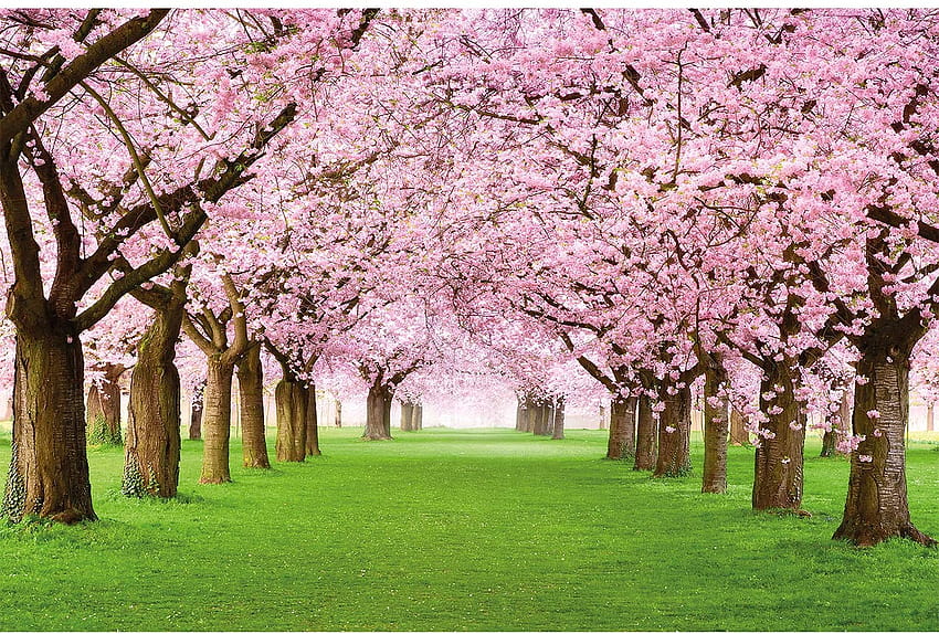 – Cherry Blossom – Декоративно пролетно дърво, компютърно вишнево дърво HD тапет