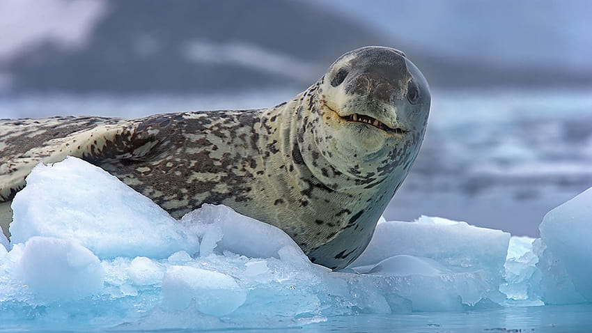 Seals of Antarctica by Andy Rouse, leopard seal HD wallpaper