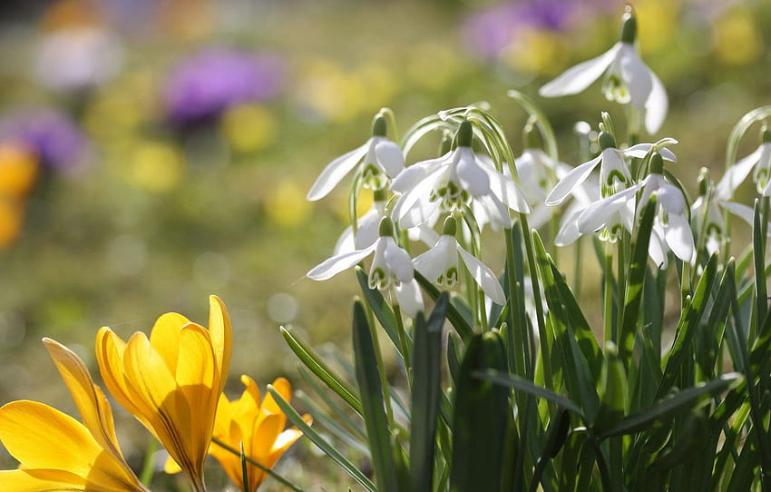 light, flowers, spring, yellow, snowdrops, crocuses, snowdrops and crocuses HD wallpaper