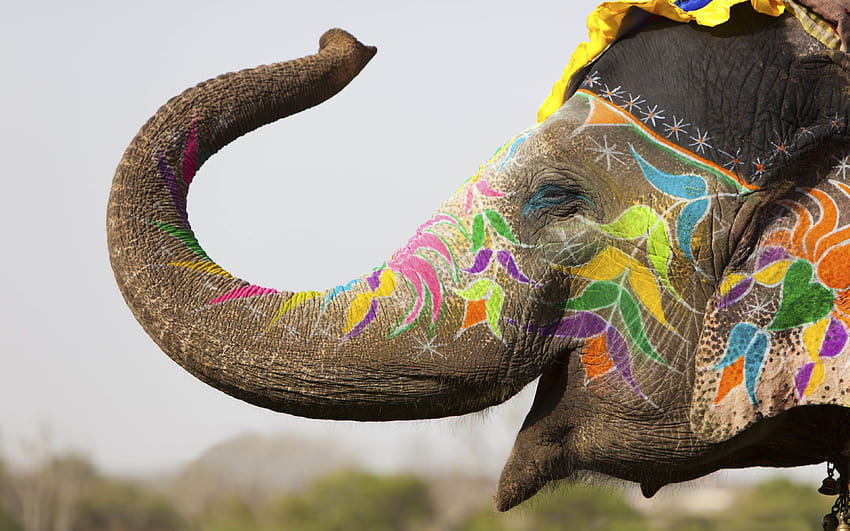 Elephant, indian color HD wallpaper