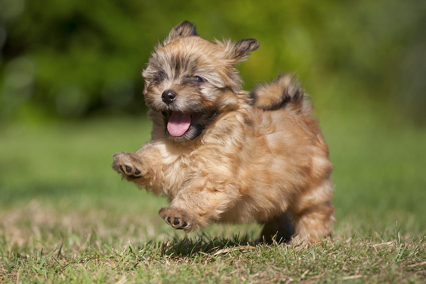 20 Popular & Cute Small Dog Breeds – SheKnows, cute tiny dog HD ...