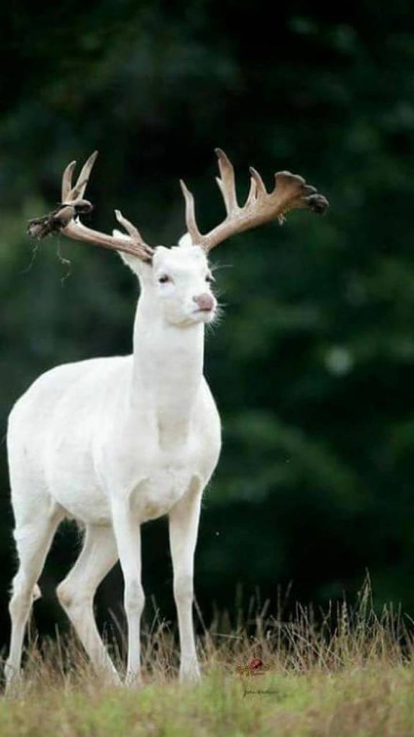 white deer by tubar, white reindeer HD phone wallpaper