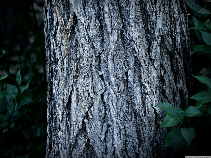 Tree Trunk HD wallpaper | Pxfuel