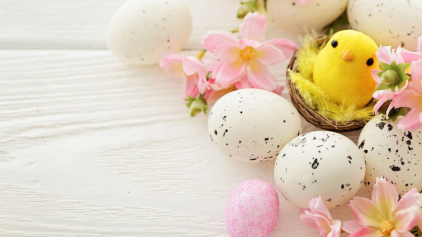 Easter Chicks Eggs Nest Holidays Boards 2560x1440、イースター チク 高画質の壁紙