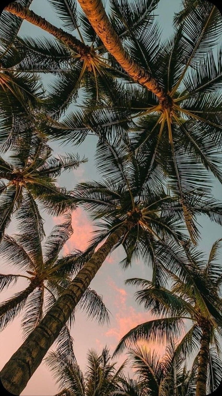 Pohon kelapa musim panas yang estetis wallpaper ponsel HD