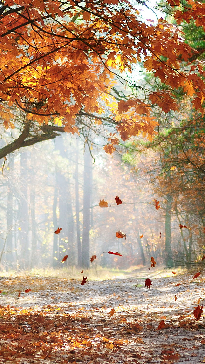 1080x1920 , road, beautiful, landscape, autumn trees, falling oak leaves HD phone wallpaper
