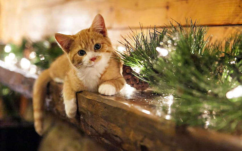 : animals, Christmas ornaments, whiskers, decorations, kitten, fauna, vertebrate, cat like mammal, small to medium sized cats 1920x1200 HD wallpaper