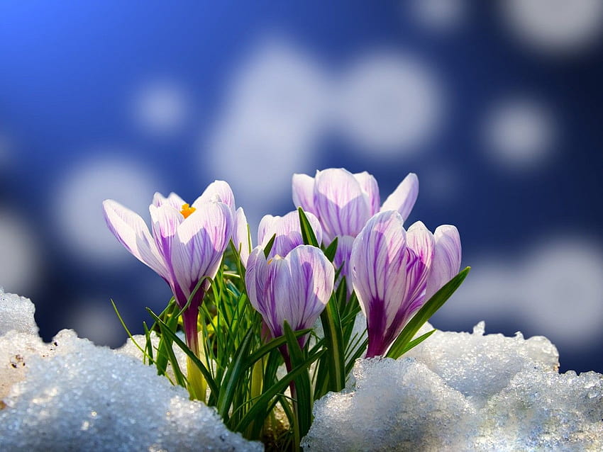 Flower: Spring Flowers Early Crocuses Petals First Beautiful Lovely HD wallpaper