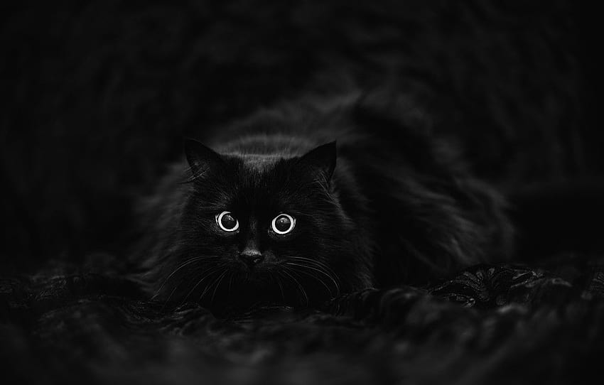 cat, black background, black cat , section кошки HD wallpaper