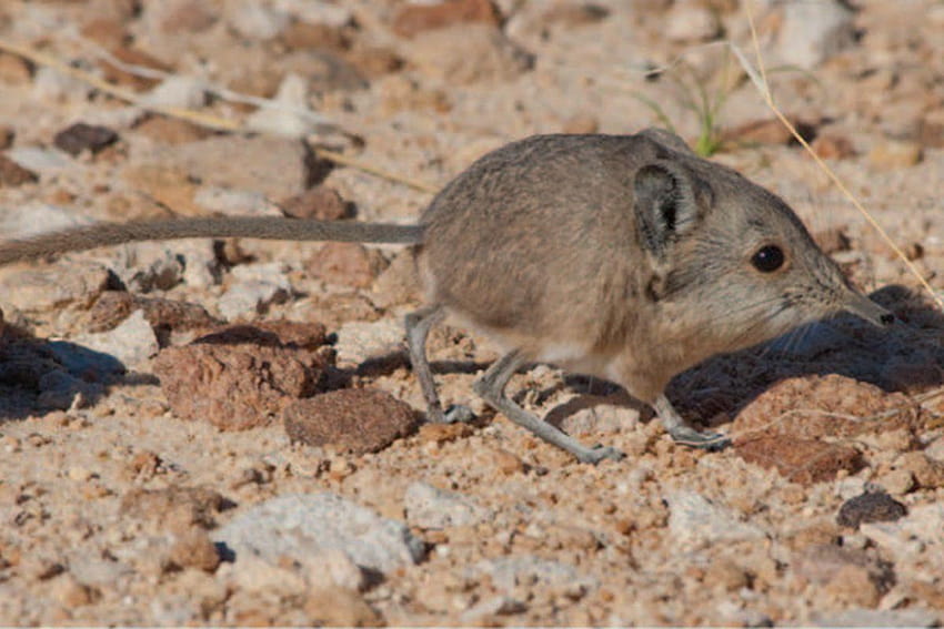 This shrew only weighs an ounce but it's more like an, elephant shrew HD wallpaper