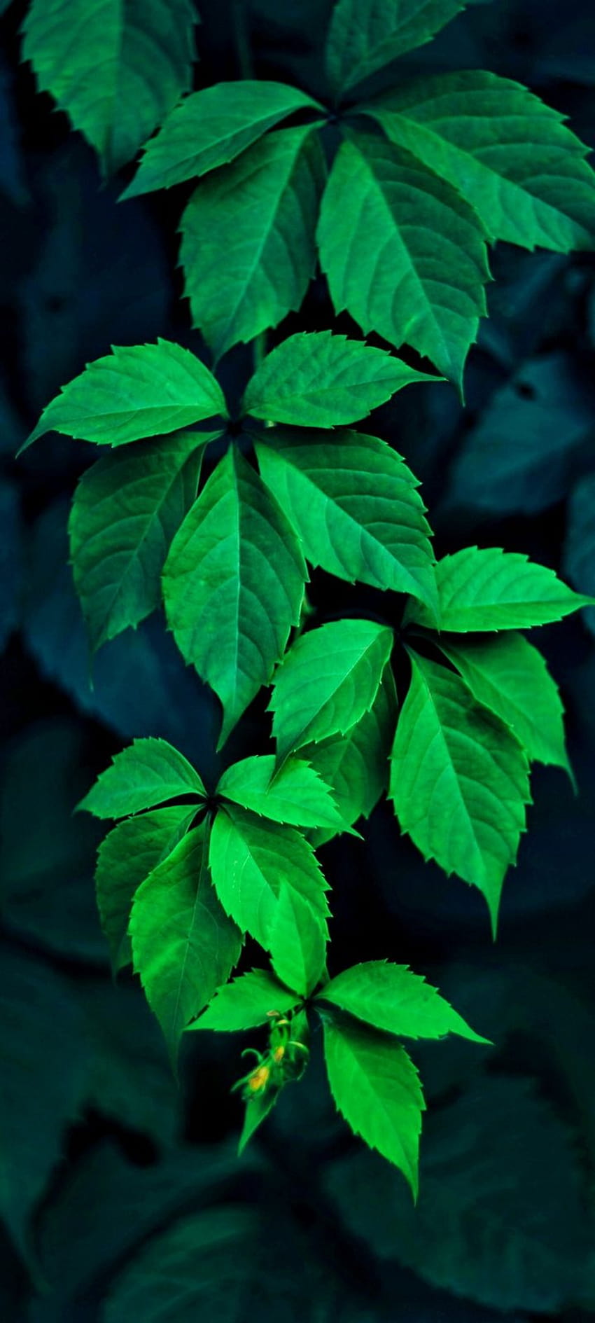 緑の葉、アモール 720x1600 HD電話の壁紙