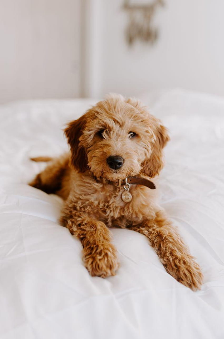 Mini goldendoodle, wavy hair, curly puppy, goldendoodle HD phone wallpaper