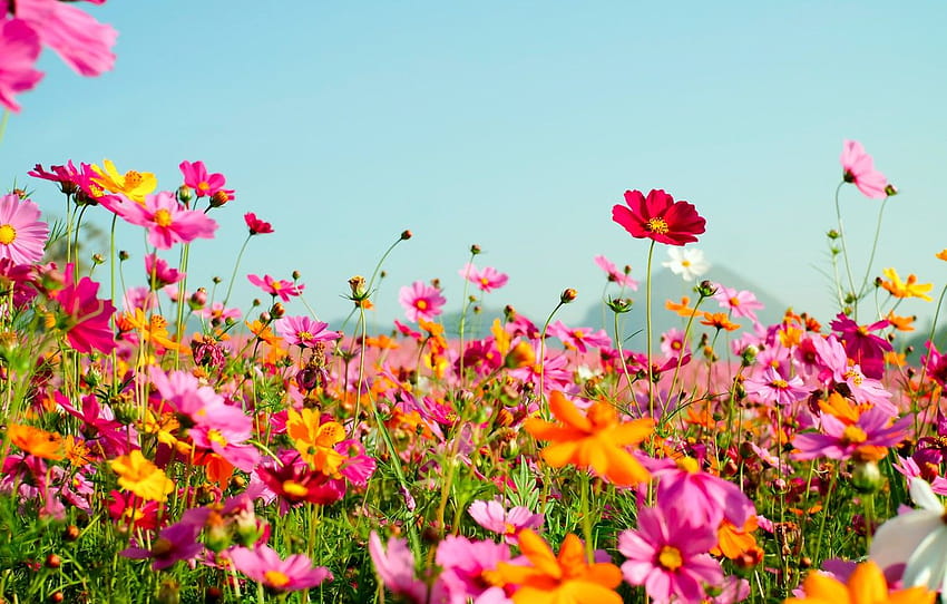 フィールド、夏、花、カラフル、牧草地、夏、フィールド、ピンクの夏の花 高画質の壁紙
