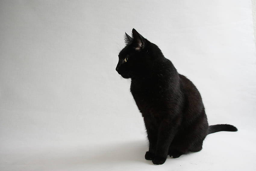 Black Cat , cute black cats HD wallpaper | Pxfuel
