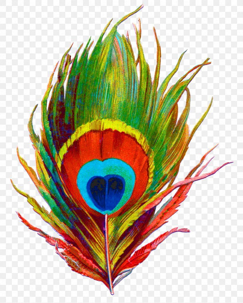 Krishna Bird Feather Peafowl clip art, PNG, 1084x1350px, Krishna, sztuka, Dziób, Ptak, Kolor Tapeta na telefon HD